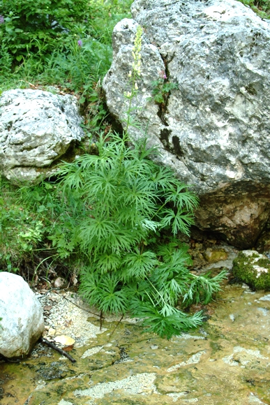 Aconitum lycoctonum / Aconito strozzalupo